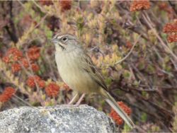 Rufous-crowned Sparrow